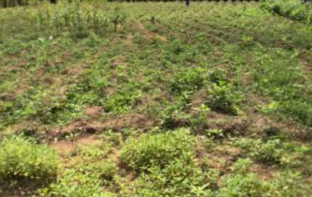 1000Sqm Residential Land for Sale in Gwarimpa