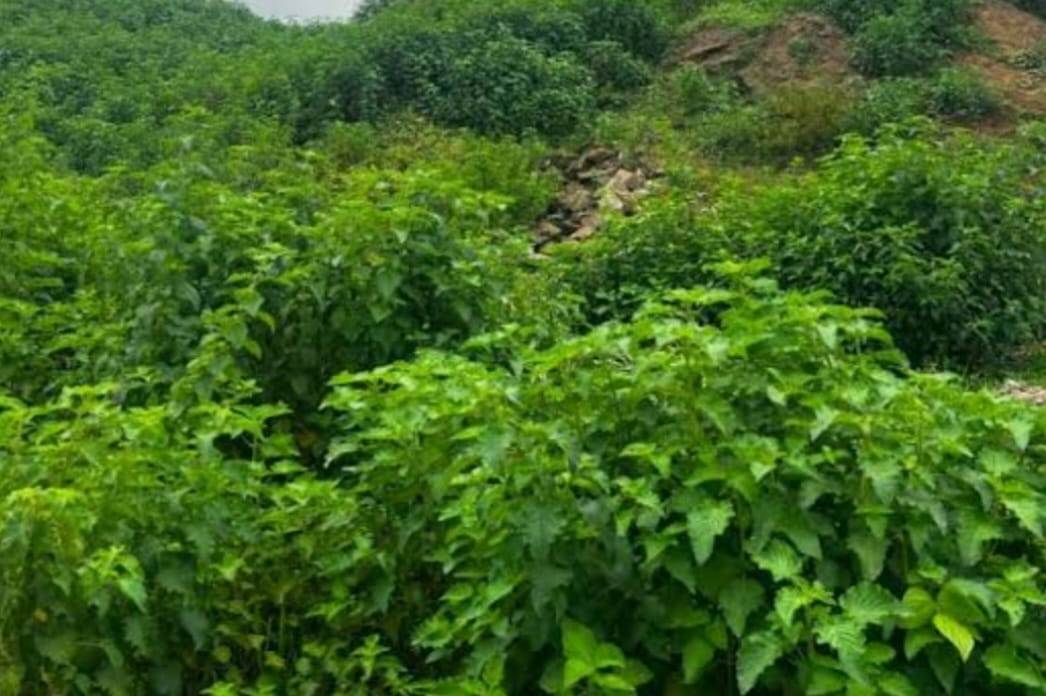 2000Sqm Residential Land For Sale in Wawa 